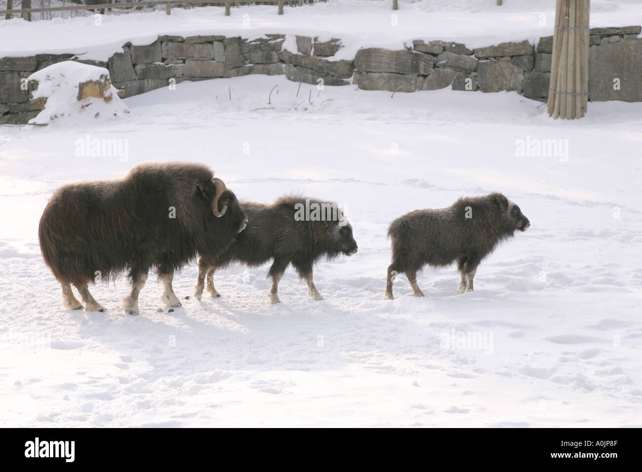 Musk ox family in Kolmarden zoo Sweden Stock Photo