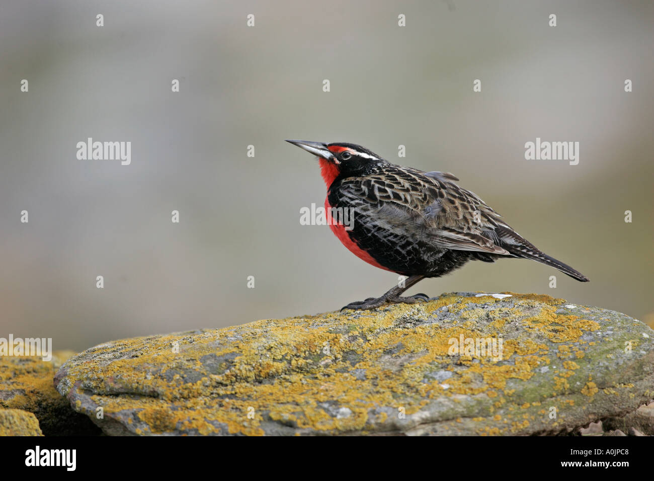 LONG TAILED MEADOW LARK OR MILITARY STARLING Sturnella loyca Stock Photo