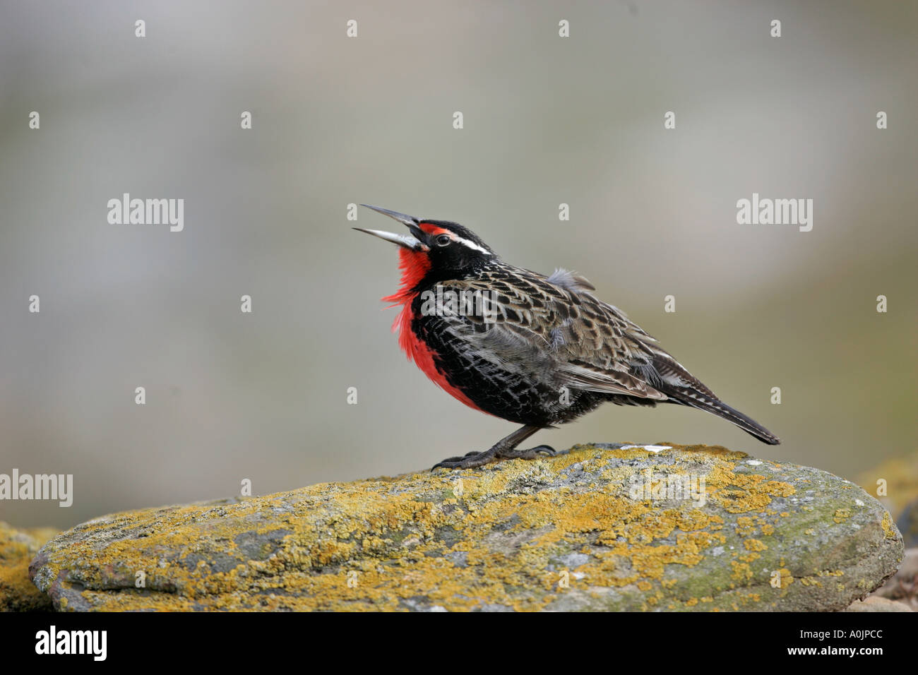 LONG TAILED MEADOW LARK OR MILITARY STARLING Sturnella loyca Stock Photo