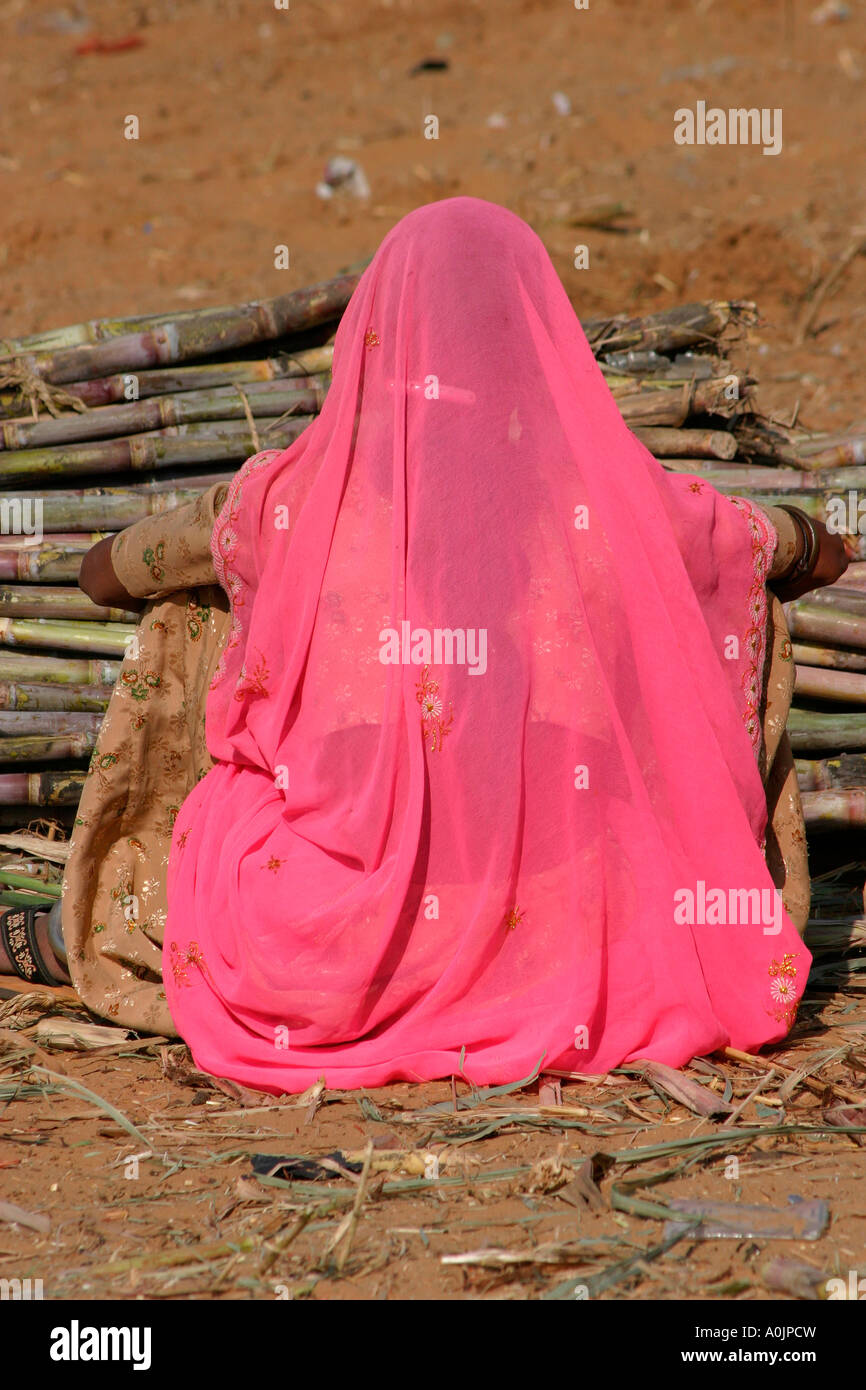 Rajasthani woman selling sugar cane at the camel fair at Pushkar ...