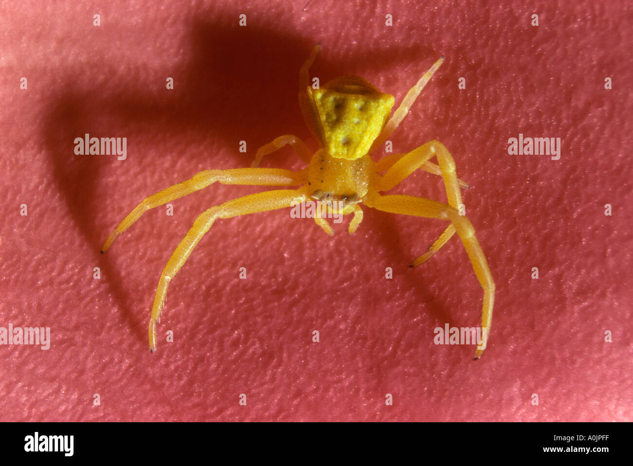Crab Spider Thomisus onustus On Rose petal Stock Photo Alamy