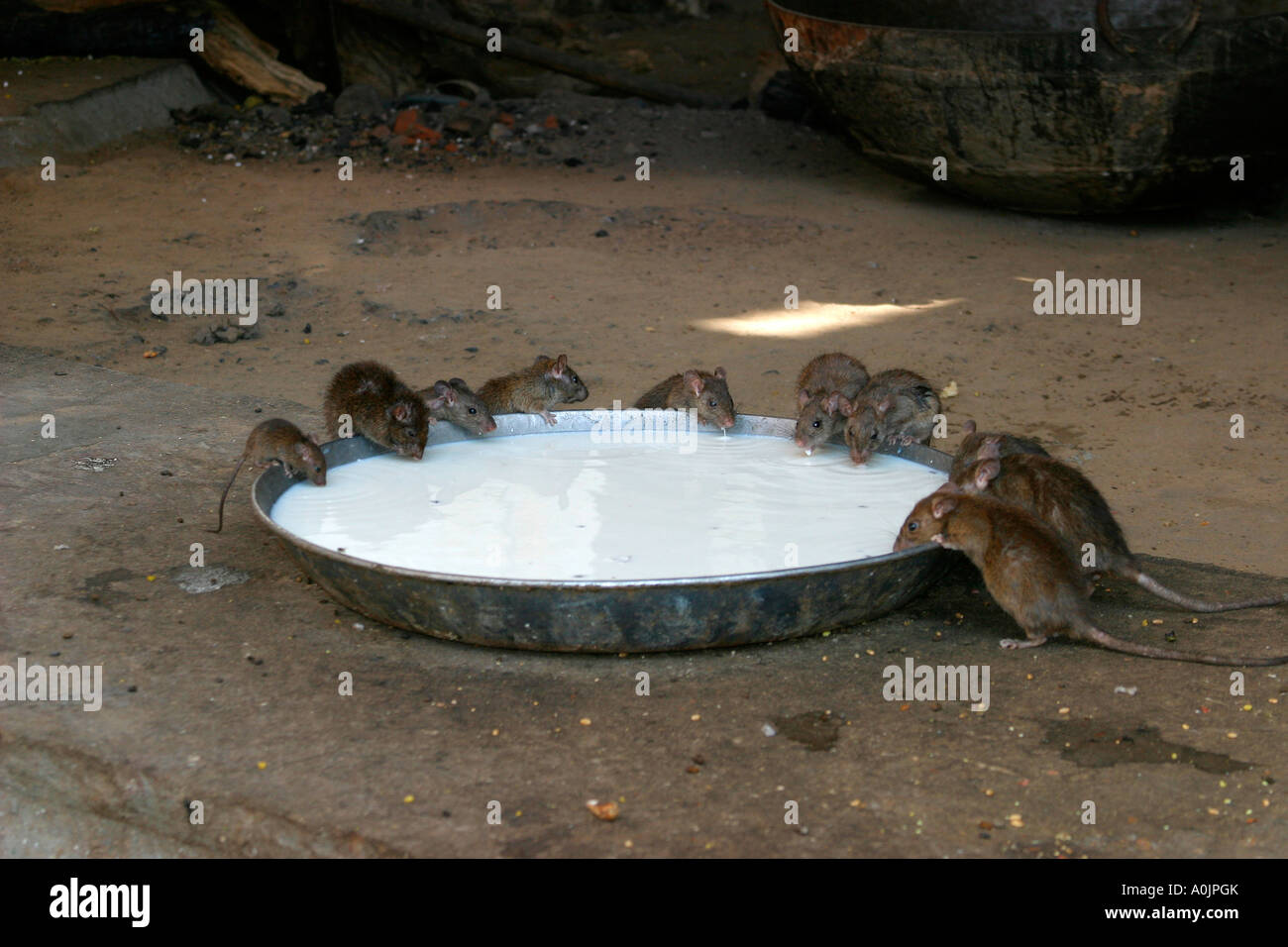 Sacred rats at the Karni Mata Temple, Deshnok, Rajasthan, India Stock ...