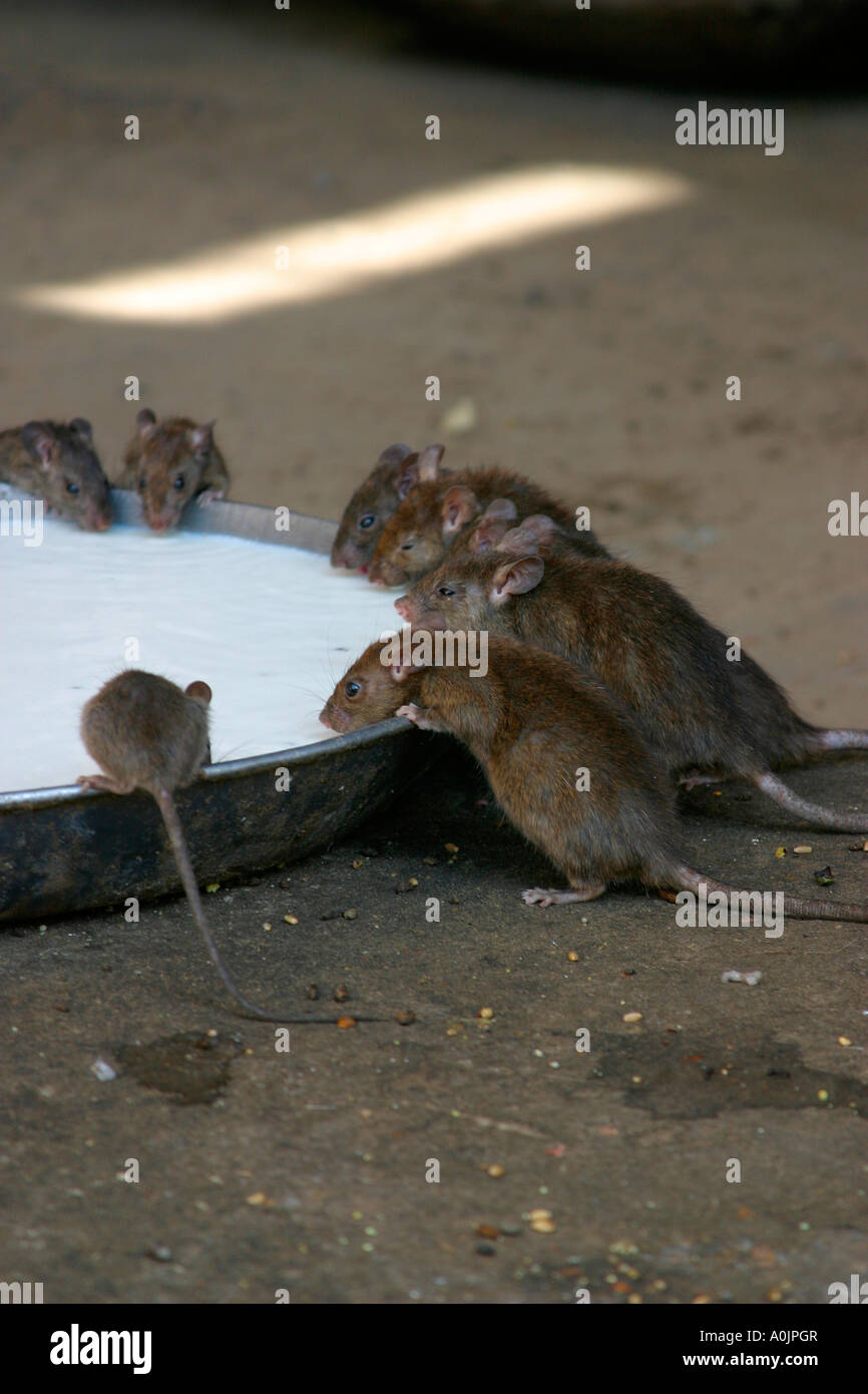 Indian Praying Rats Sacred rats at the Karni Mata Temple, Deshnok, Rajasthan, India Stock ...