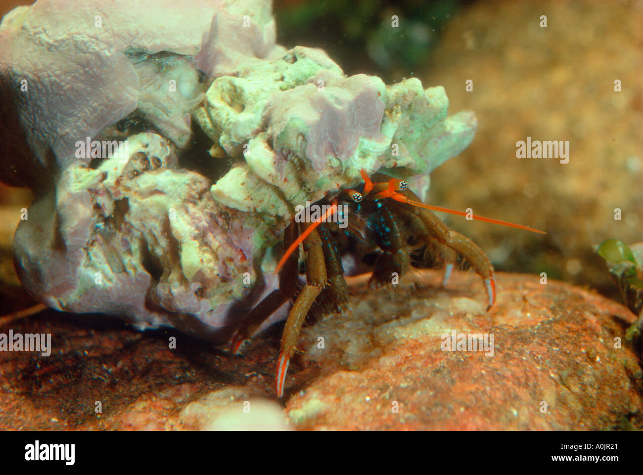 Ermit Crab, Clibanarius erythropus Stock Photo - Alamy
