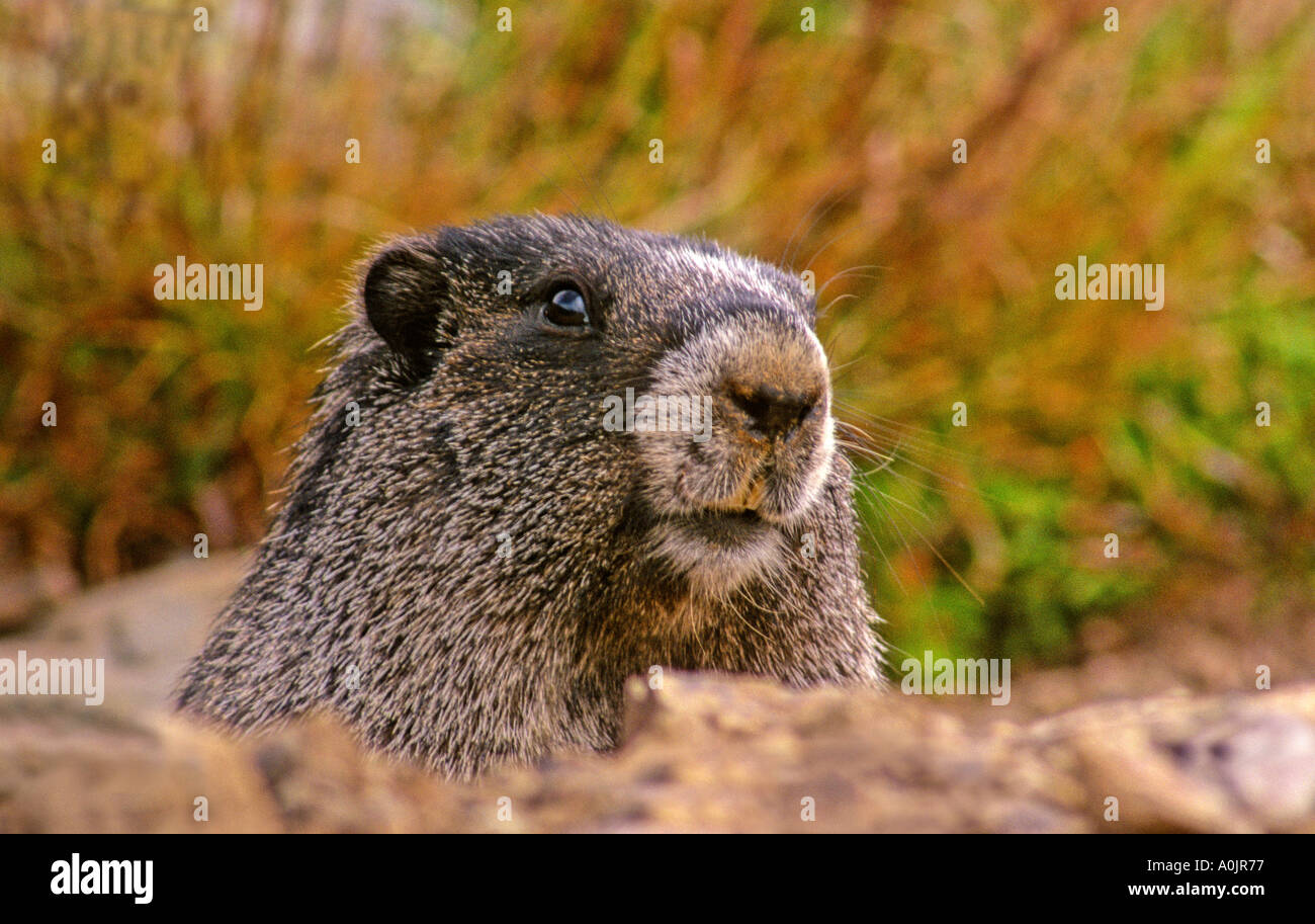 Hoary Marmot 9 Stock Photo