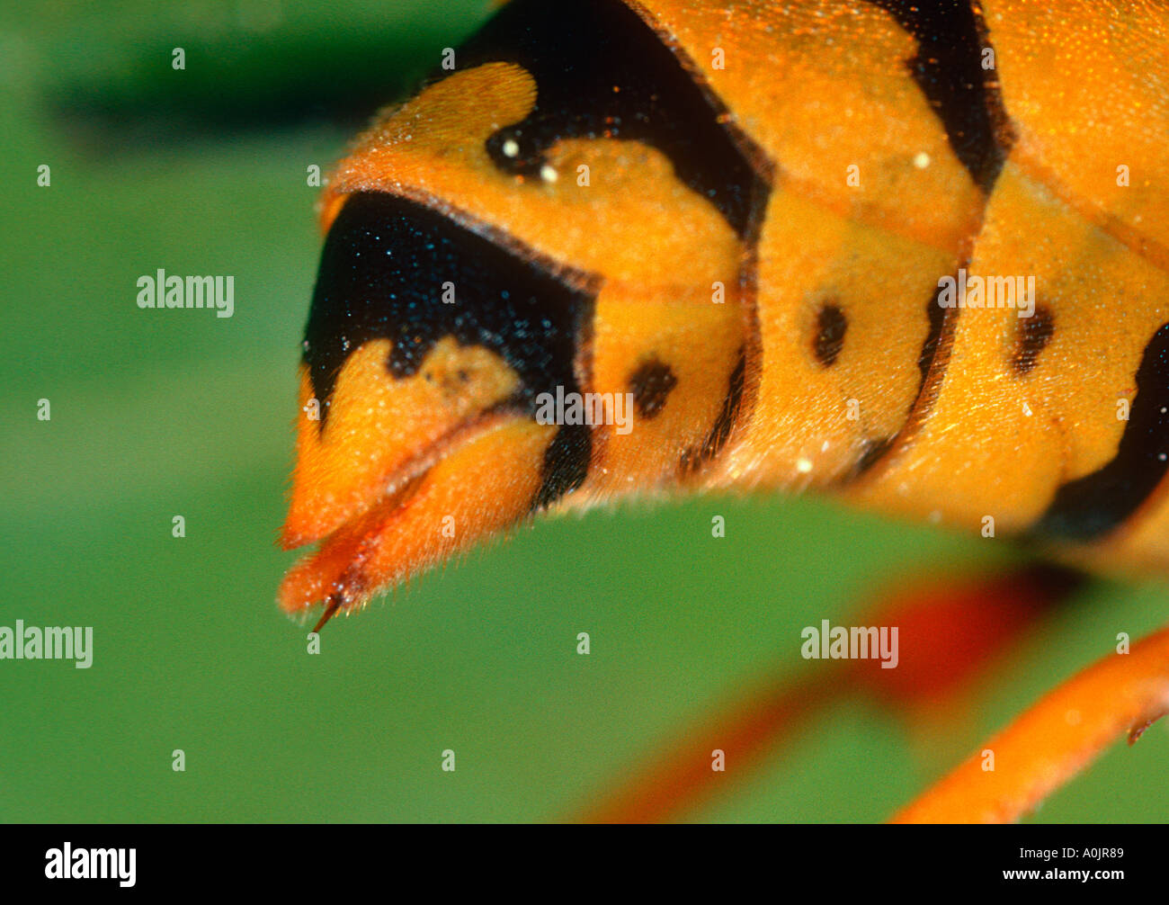 Paper Wasp, Polistes gallicus. Sting closeup Stock Photo
