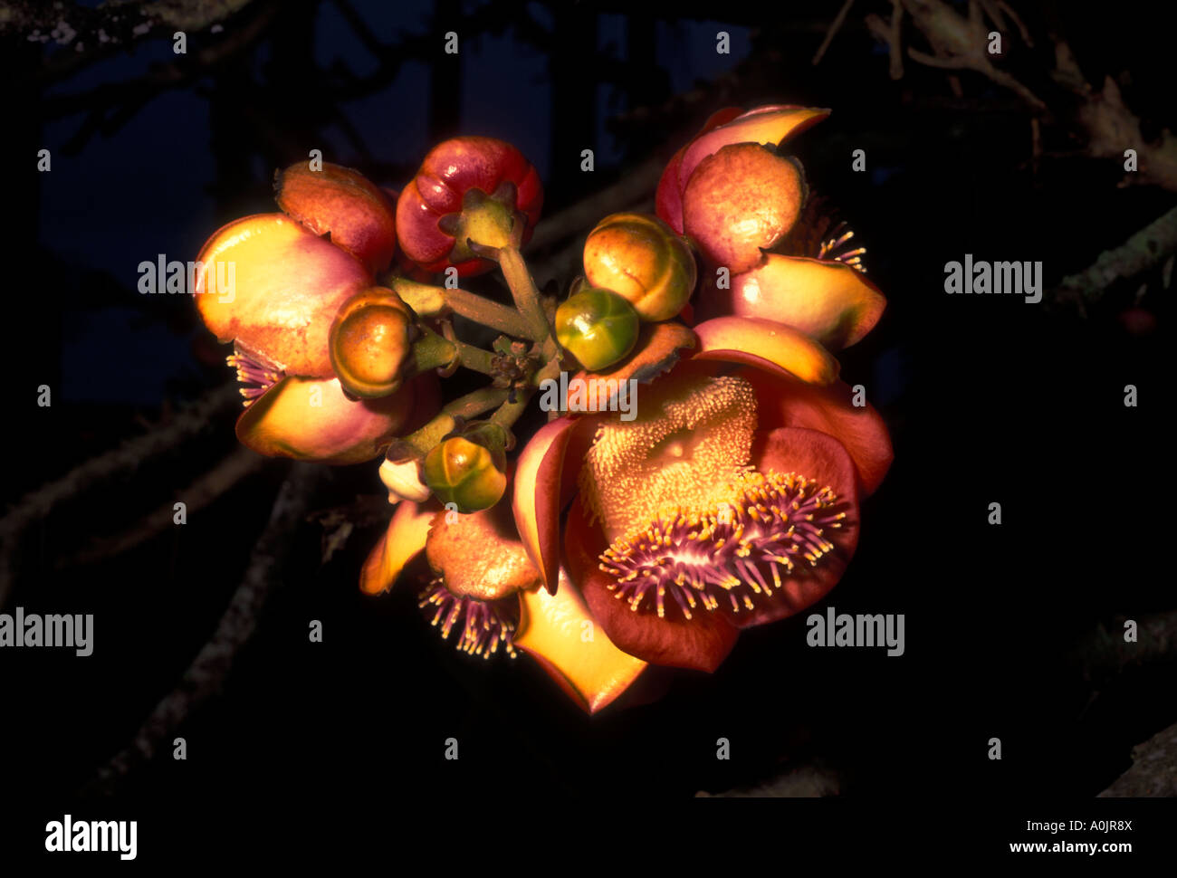 Cannonball Tree, Couroupita guianensis, fruit, fruits, Botanic Garden, botanical garden, Rio de Janeiro, Rio de Janeiro State, Brazil, South America Stock Photo