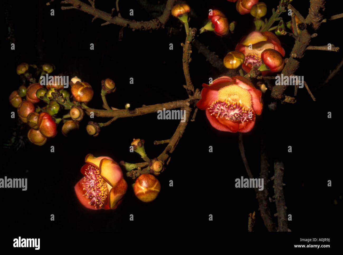 Cannonball Tree, Couroupita guianensis, fruit, fruits, Botanic Garden, botanical garden, Rio de Janeiro, Rio de Janeiro State, Brazil, South America Stock Photo