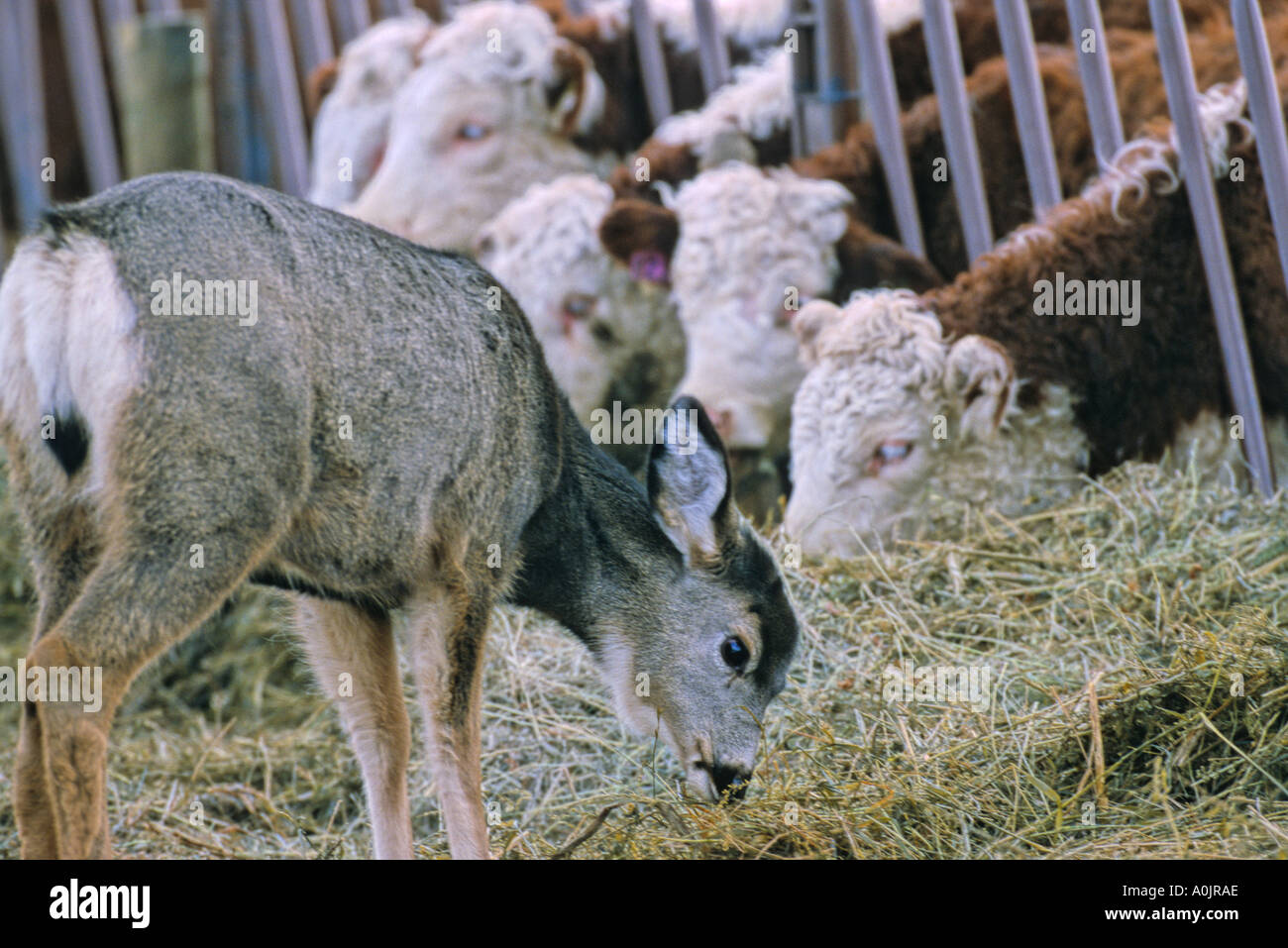 Mule Deer feeding with Beef Cattle Stock Photo Alamy