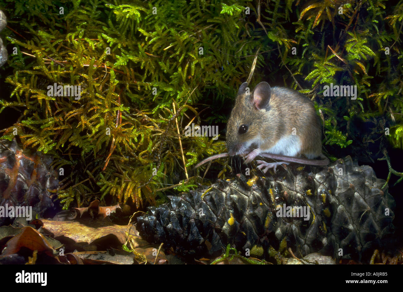 Wood Mouse, Apodemus sylvaticus. Cleaning itself Stock Photo
