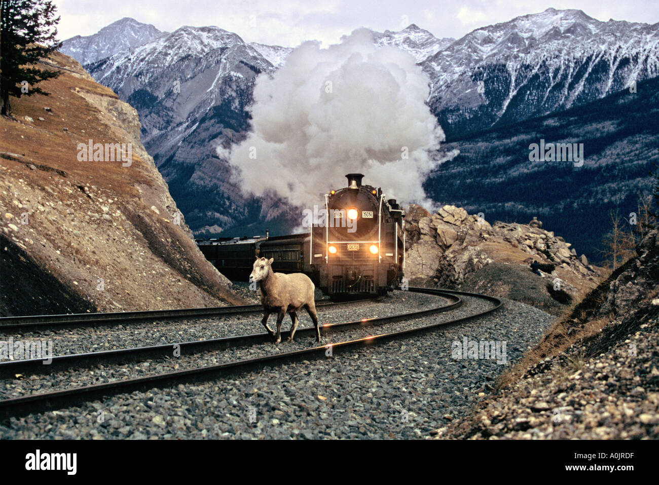 Steam Train in the Rockies 5 Stock Photo