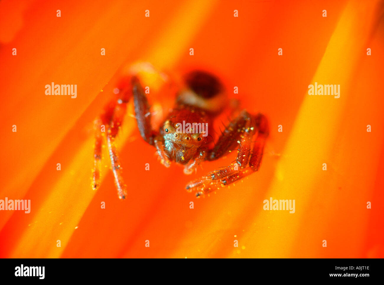 Crab Spider, Synaema globosum. On flower Stock Photo