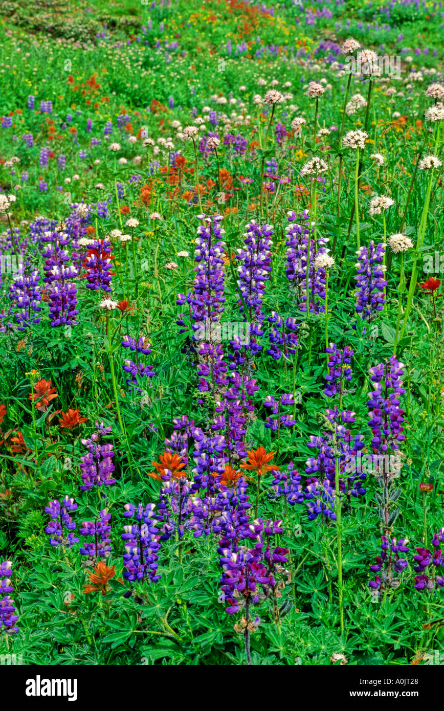 Landscape green meadow lupins hi-res stock photography and images - Alamy