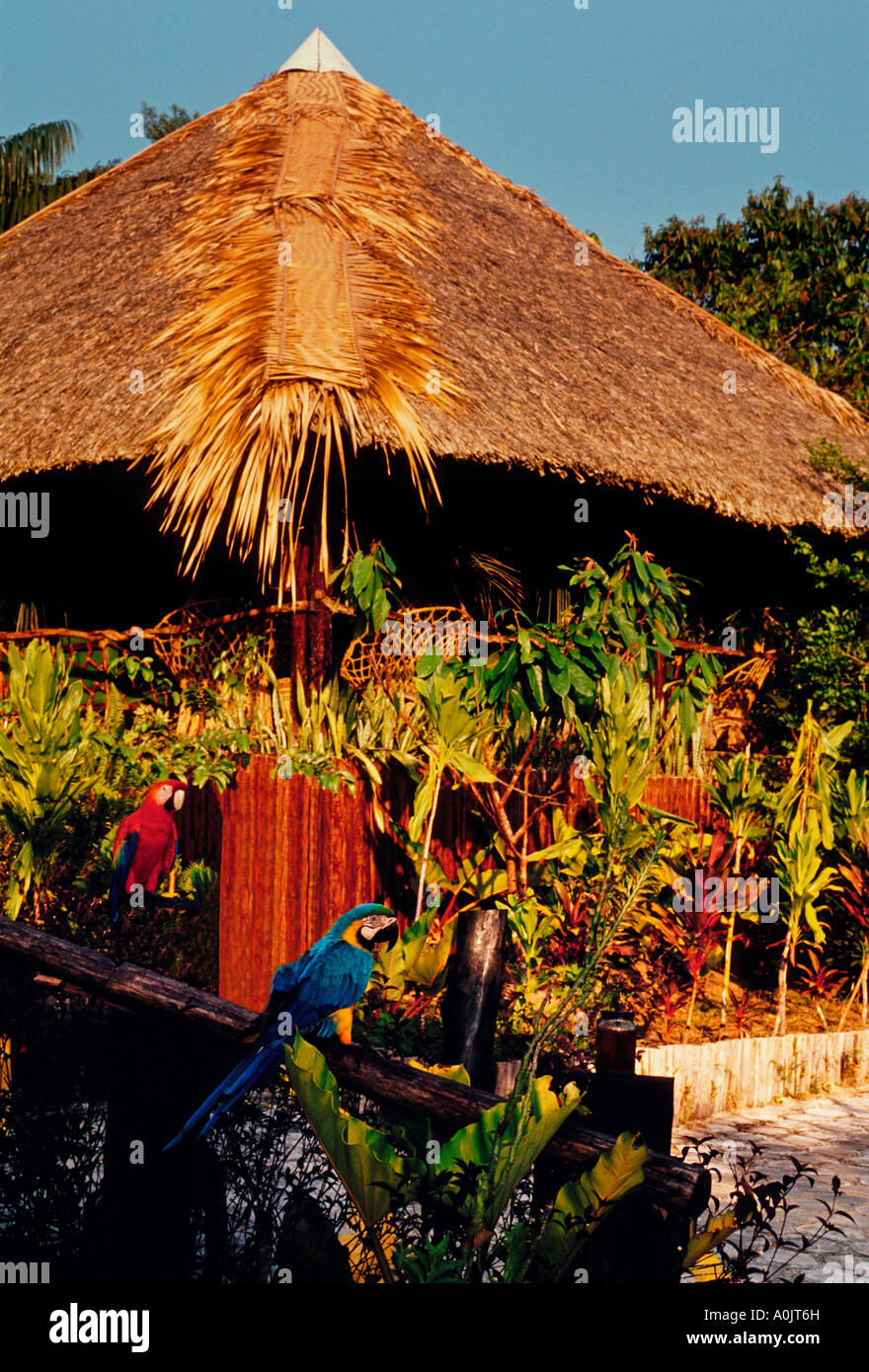 thatched roof bungalow, Amazon Village Jungle Lodge, eco-lodge, eco-hotel, eco-resort, northeast of Manaus, Amazonas State, Brazil, South America Stock Photo