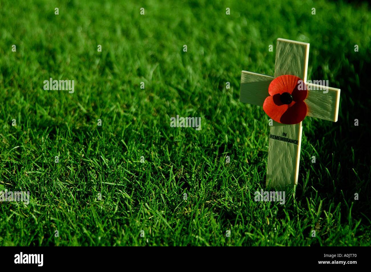single poppy on a simple wooden cross stuck in the grass on Remembrance day Royal Tunbridge Wells Kent  Stock Photo