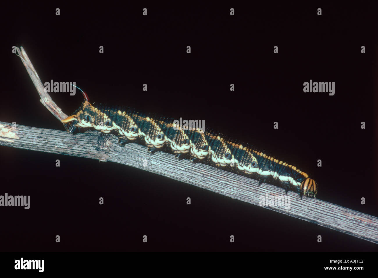 Convolvulus Hawkmoth, Agrius convolvuli. Larva on stem Stock Photo