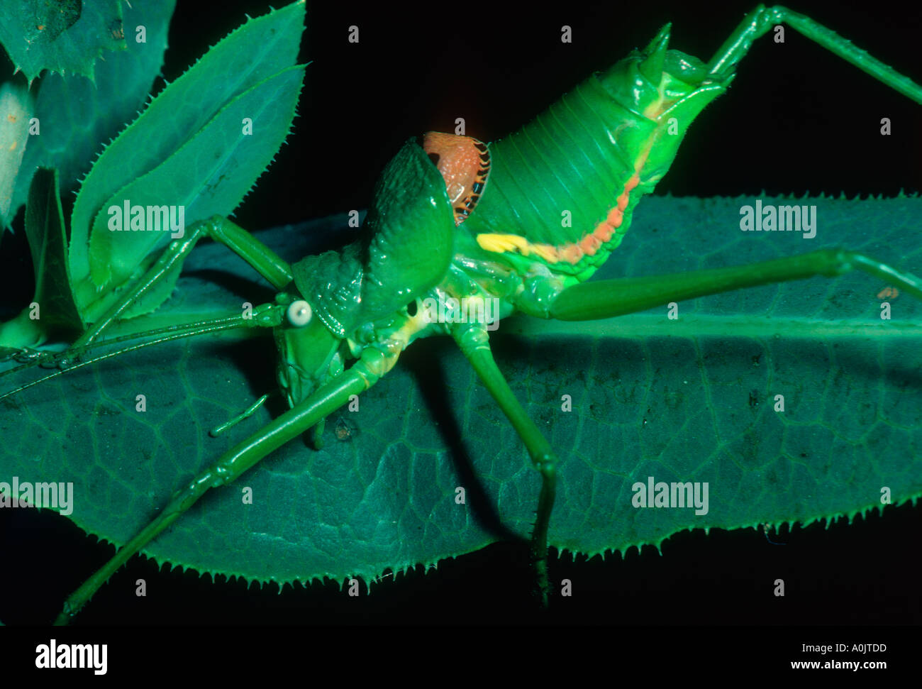 Bush-cricket, Ephippiger ephippiger. Female on leaf Stock Photo