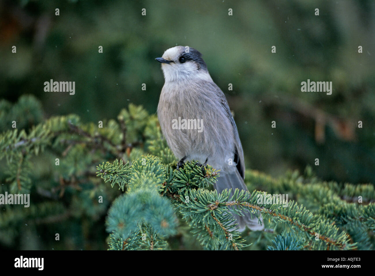 Grey jay habitat hi-res stock photography and images - Alamy