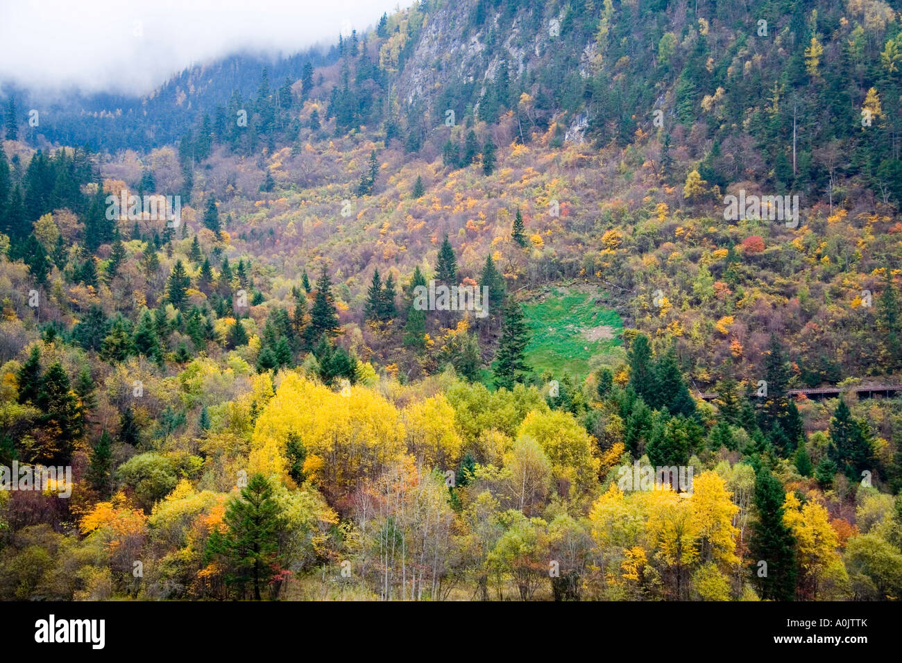 Scenic autumn view of forest at Jiu Zhai Gou, China Stock Photo - Alamy