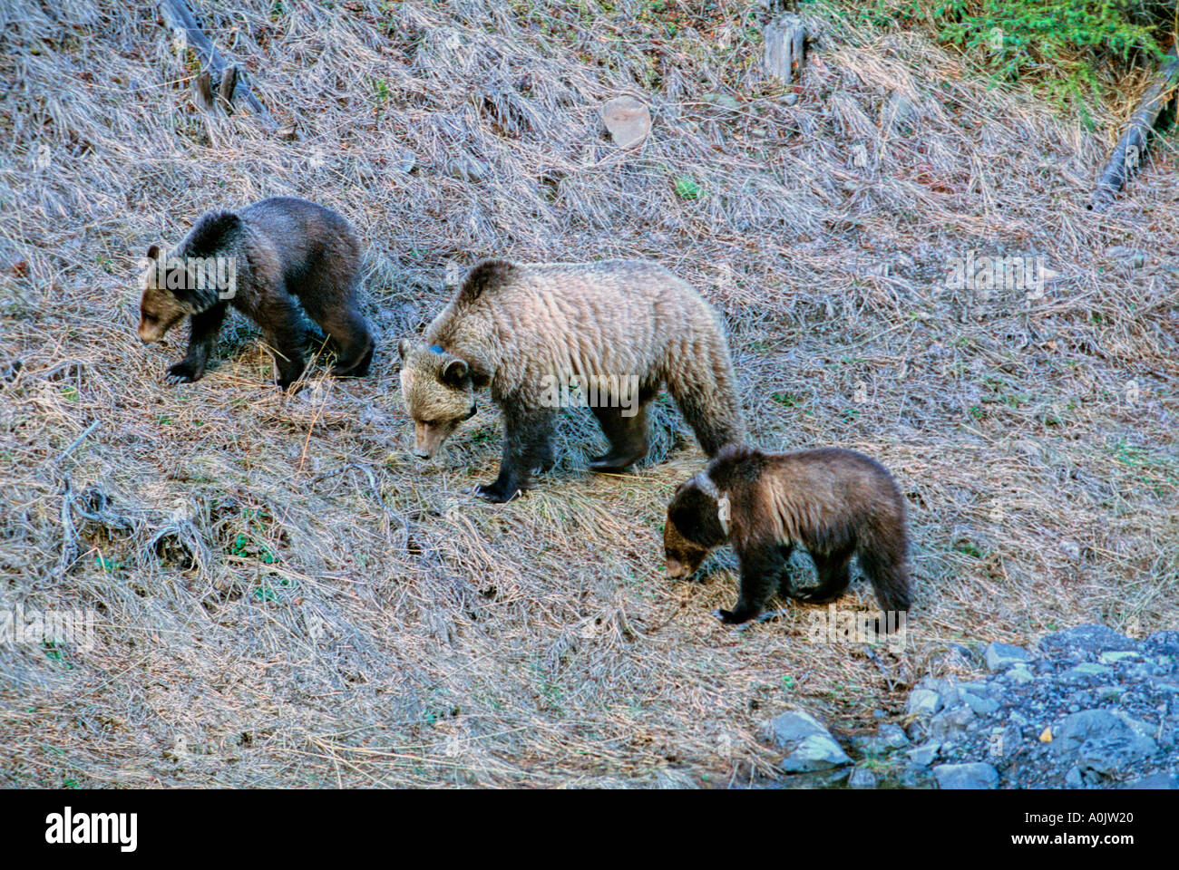 Grizzly Bear Mary with Cubs Stock Photo