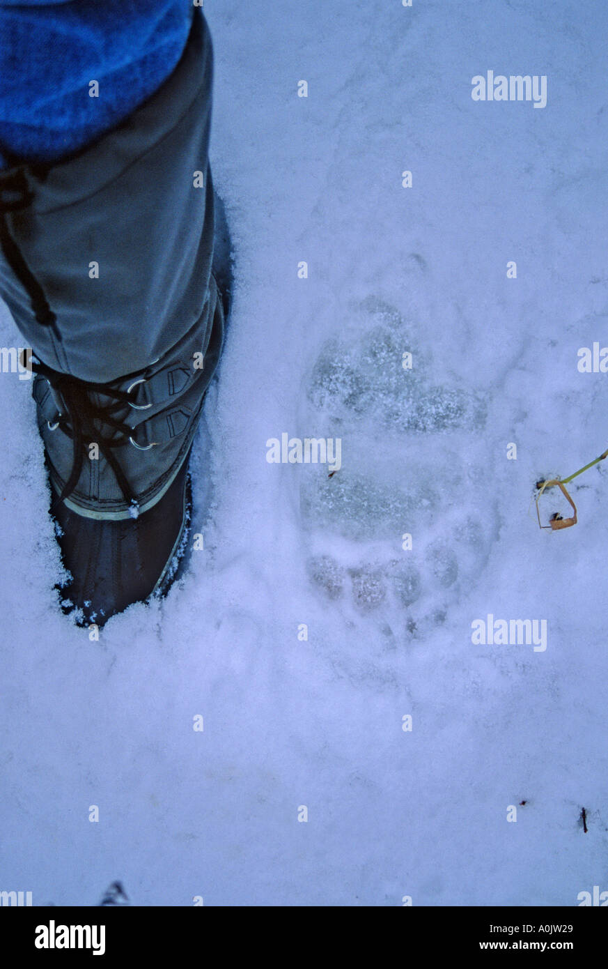 Grizzly Bear Tracks 43 Stock Photo - Alamy