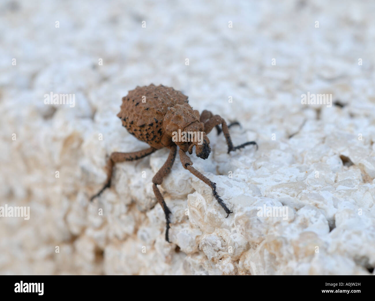 ugly bug ball dating uk