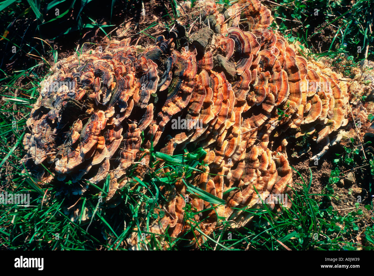 Common Zoned Polyporus or Turkey Tail Mushroom, Coriolus versicolor Stock Photo