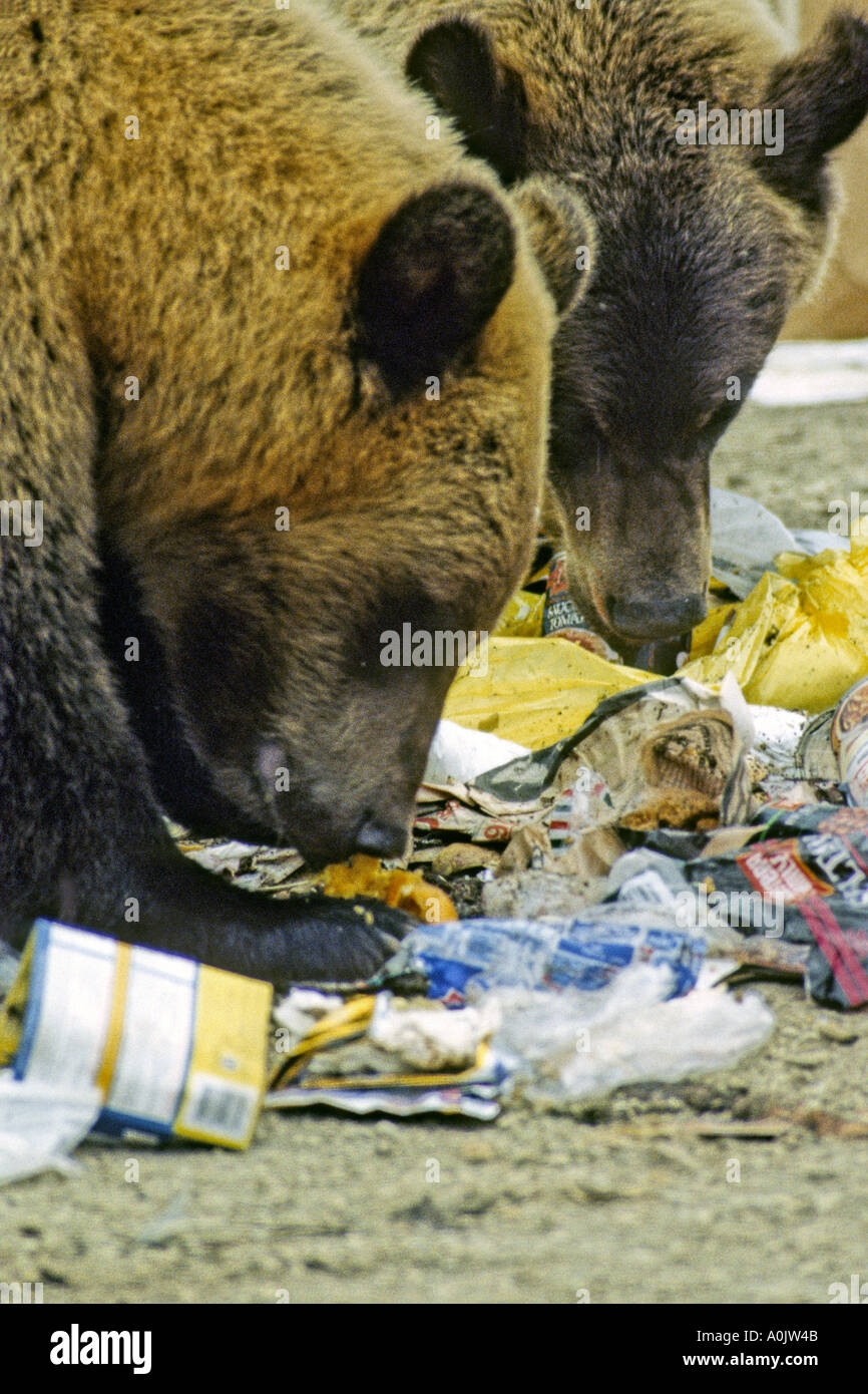 Grizzly Bears in the garbage 31 Stock Photo