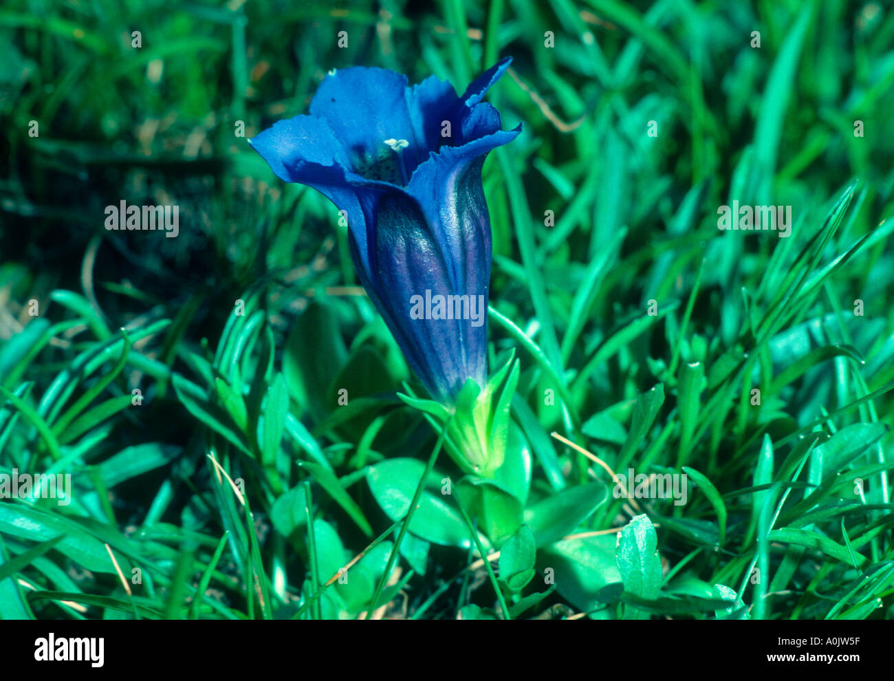 Gentian, Gentiana kochiana. Flower close-up Stock Photo