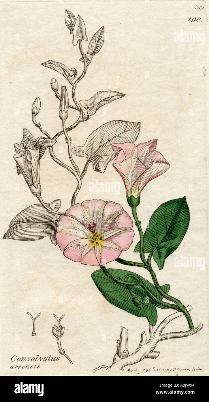 Convolvulus arvensis. Field Bindweed, from 18th century print Stock Photo