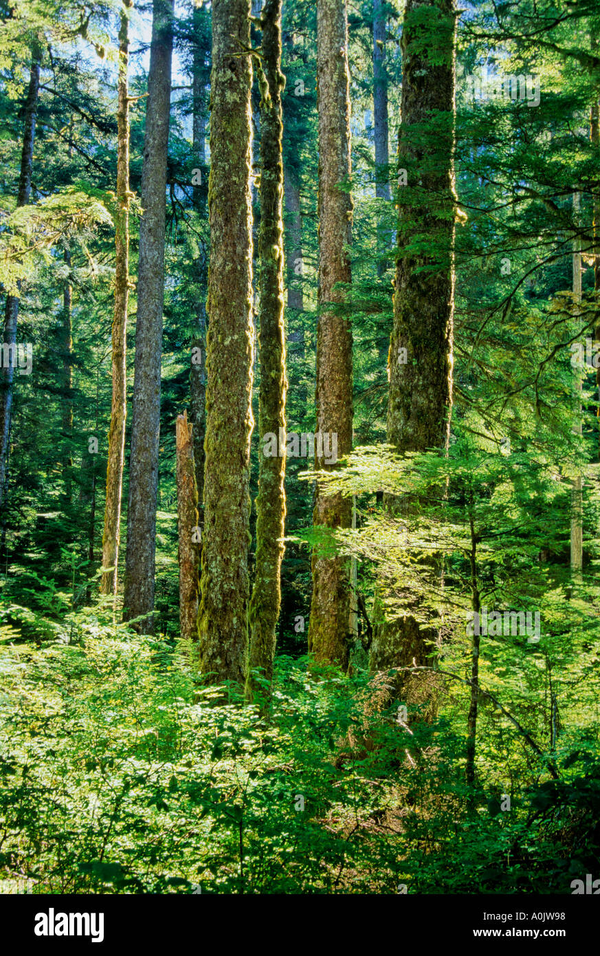Pacific coastal forest hi-res stock photography and images - Alamy