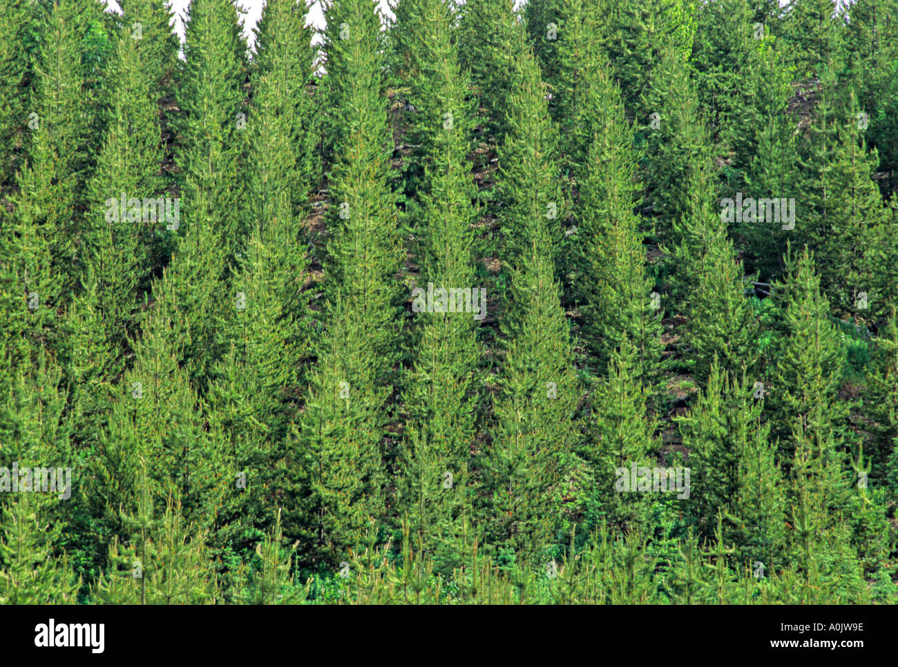 Planted Pine Trees Stock Photo