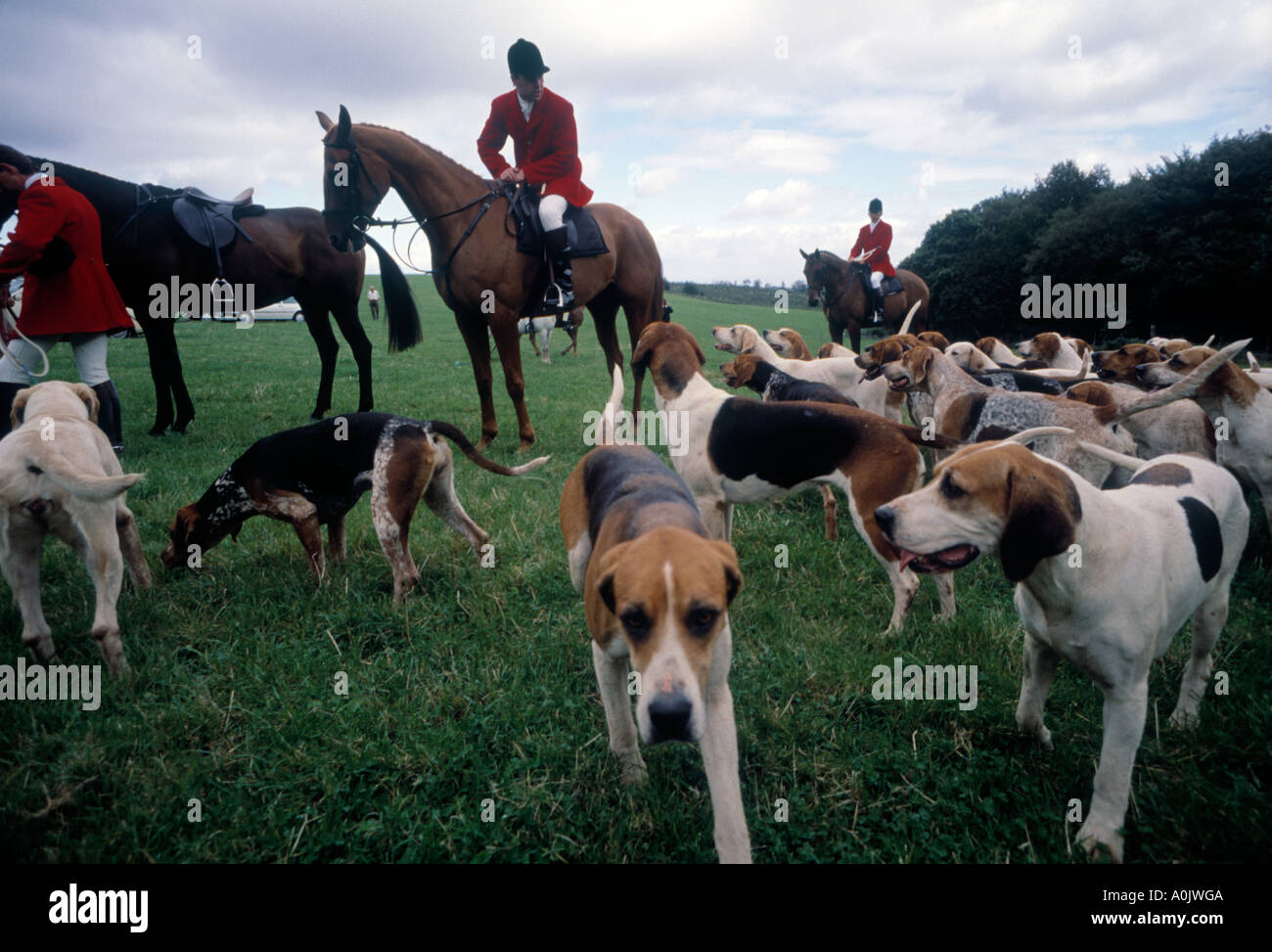 Quantock stag hunt Exmoor somerset UK Devon Somerset Staghounds Hunt
