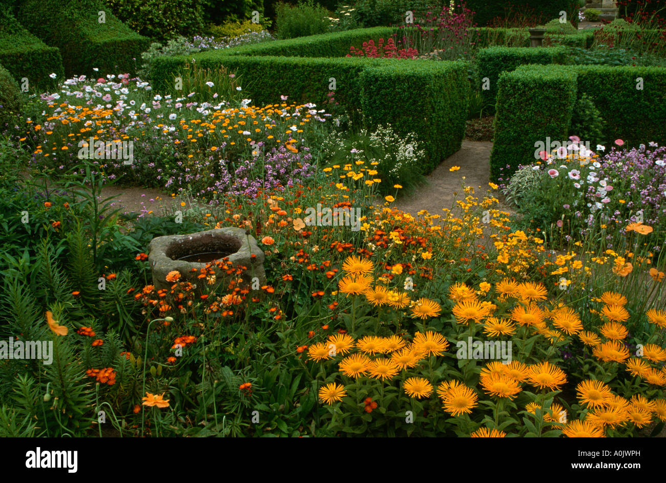 Birdbath in border of yellow inula with formal clipped hedge in background Stock Photo