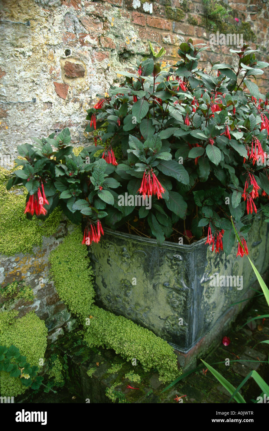 Red phygelius growing in square metallic planter against wall Stock Photo