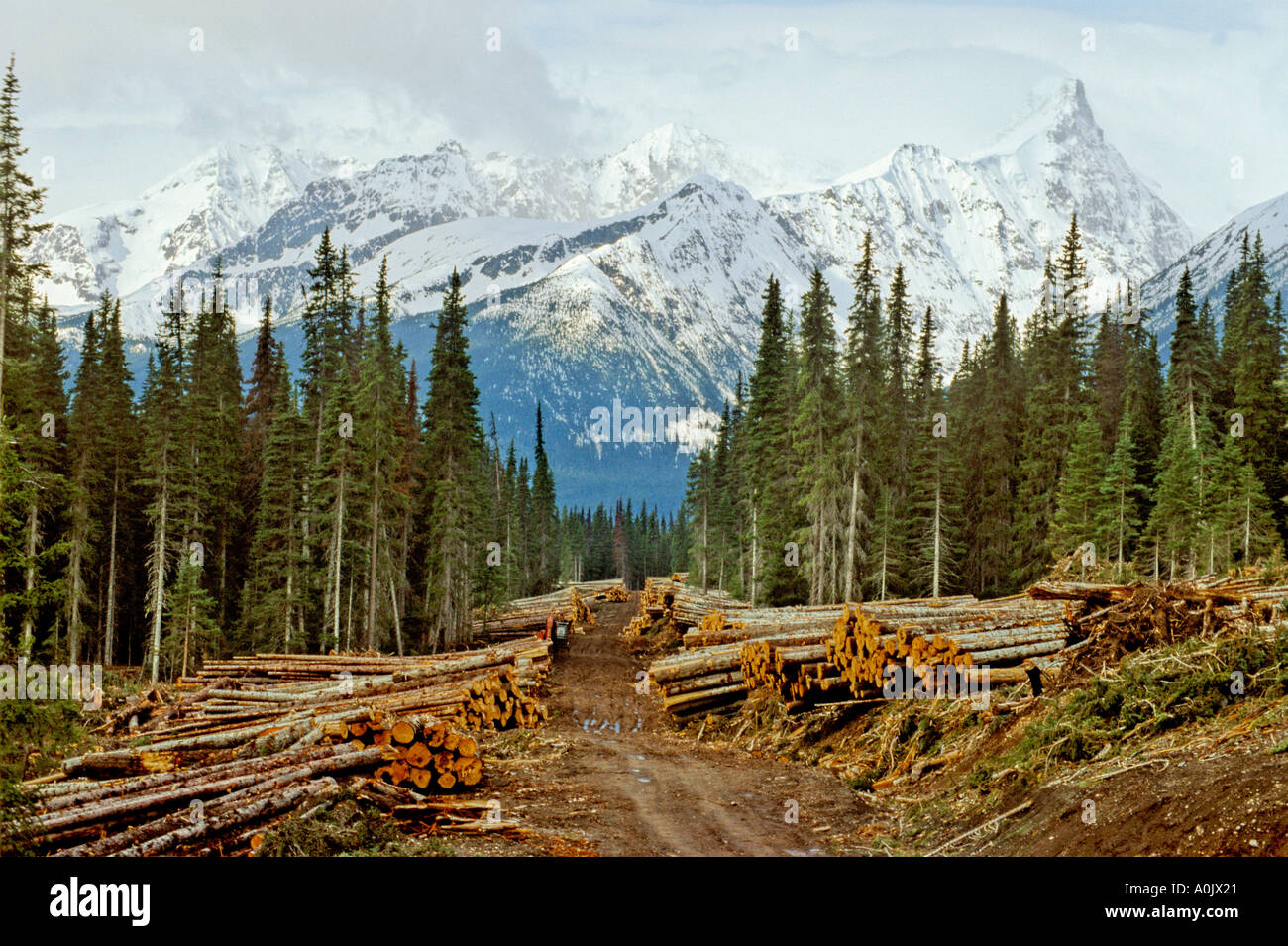 Logging Road to the mountains Stock Photo