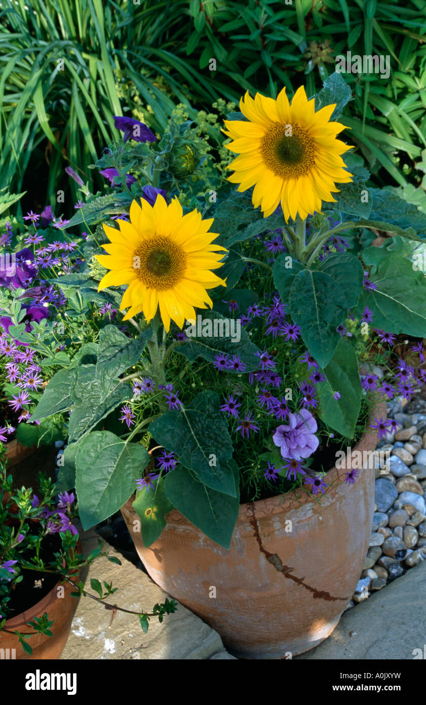 Closeup of sunflower in terracotta pot Stock Photo Alamy