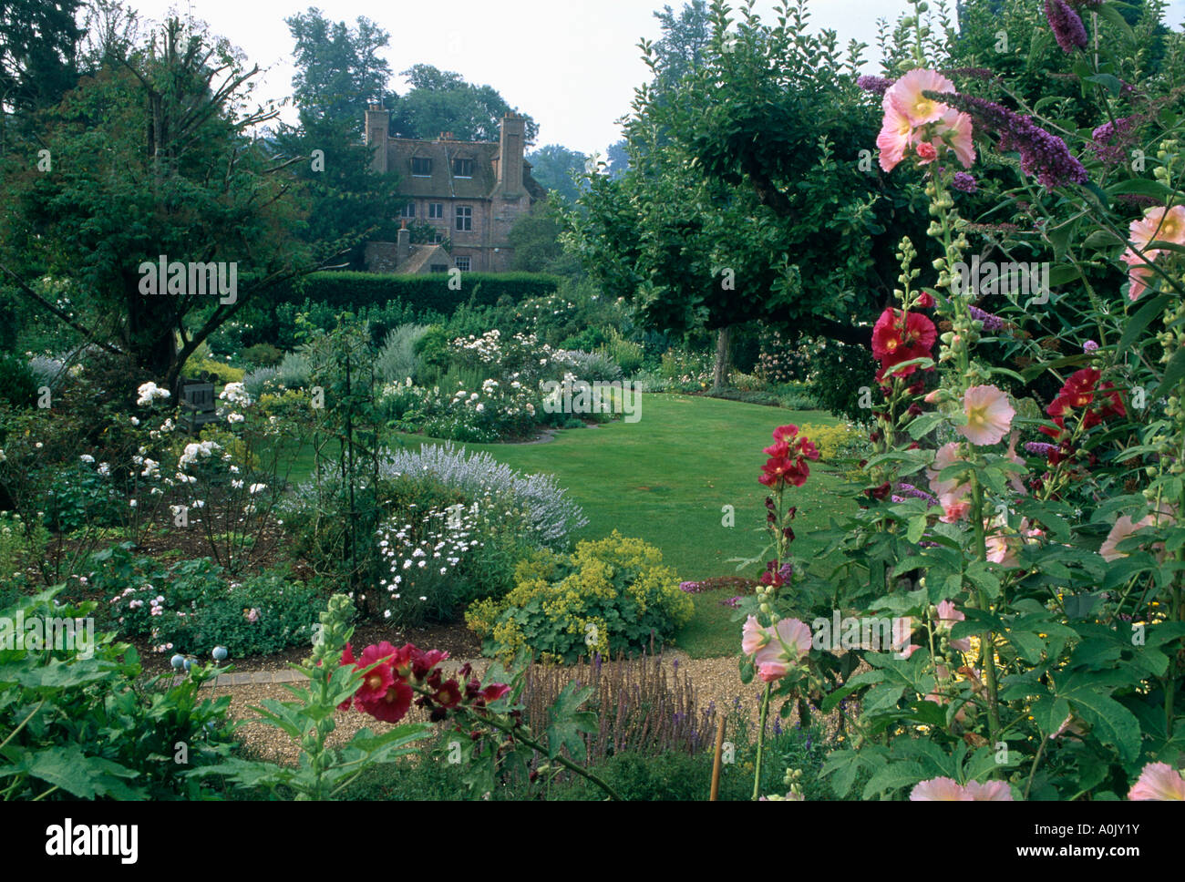 Hollyhocks border garden hi-res stock photography and images - Alamy