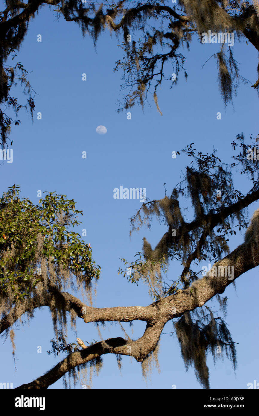 Moon shining through opening in moss draped oak tree Stock Photo