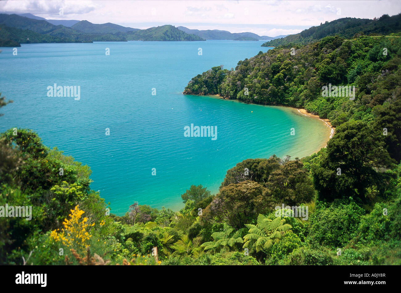 Queens Charlotte Sound Marlborough Sounds Stock Photo Alamy