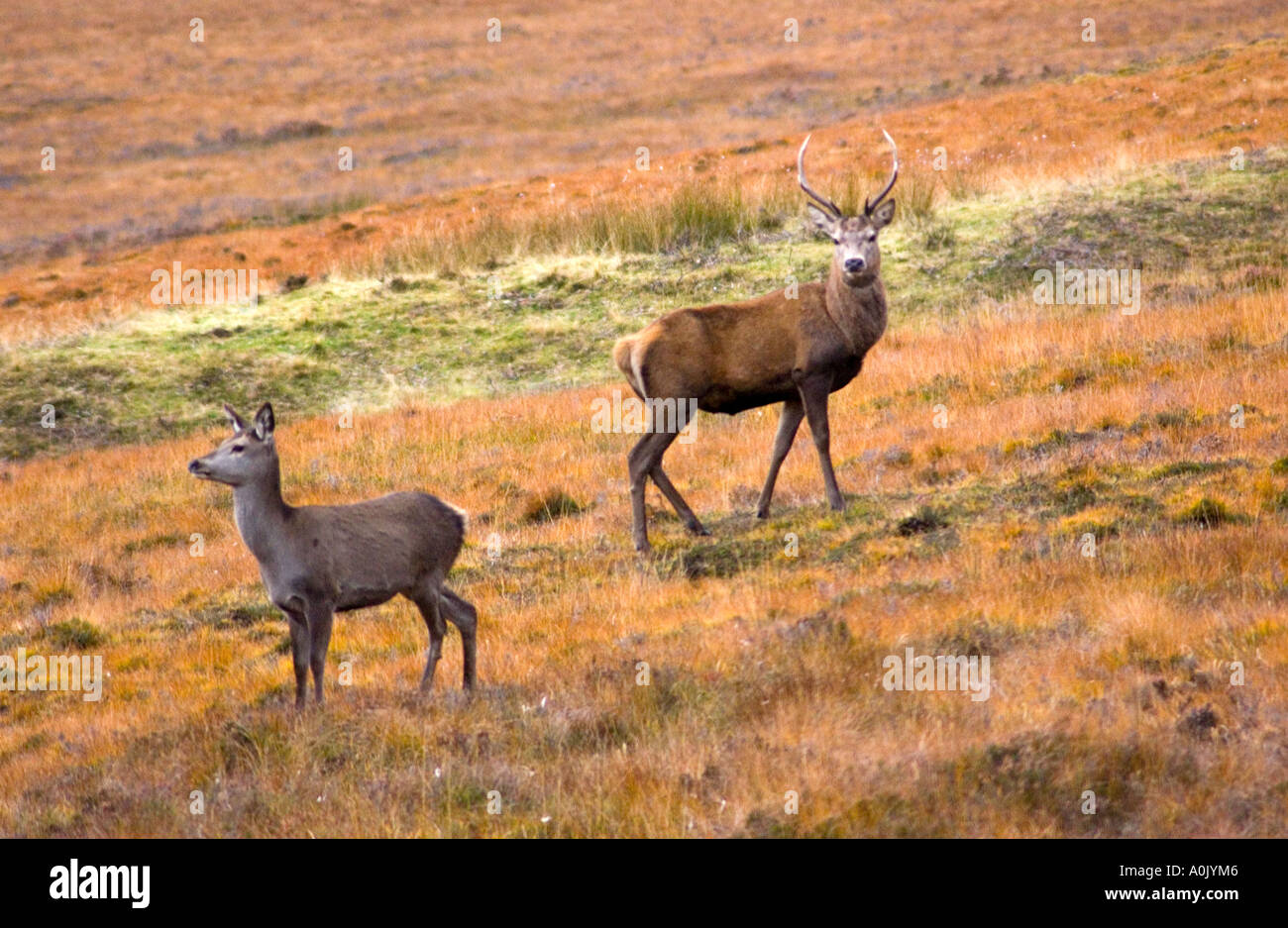 Deer on the Hill, above Dundonnell, Wester Ross, North West Scotland, on the route of the north coast 500 Stock Photo