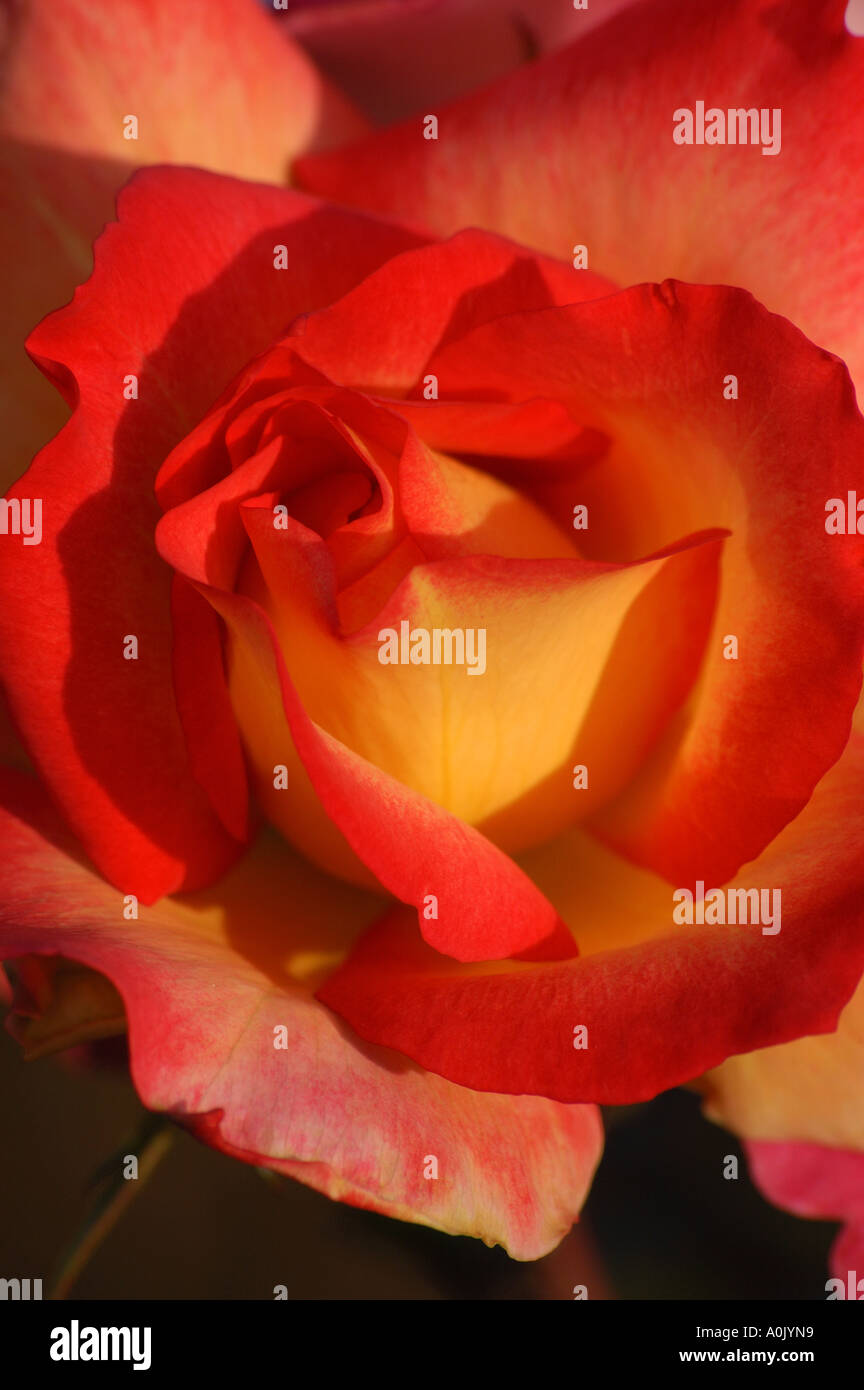 Bright Red Rose Stock Photo - Alamy
