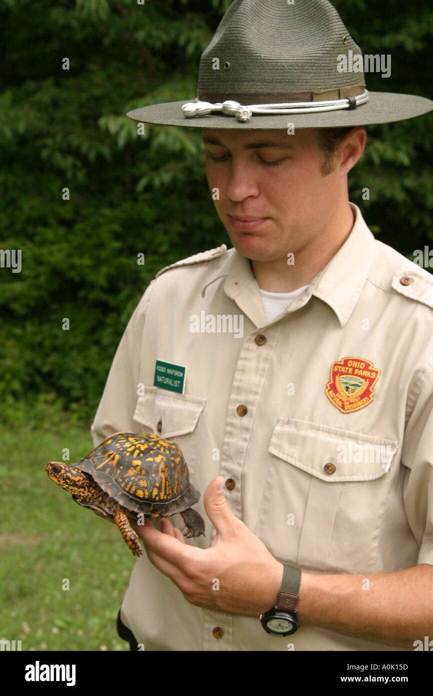 ohio-wellington-findley-state-park-nature-natural-habitat-park-ranger-naturalist-eastern-box-turtle-terrapene-carolina-carolina-reptile-animal-man-men-stock-photo-alamy