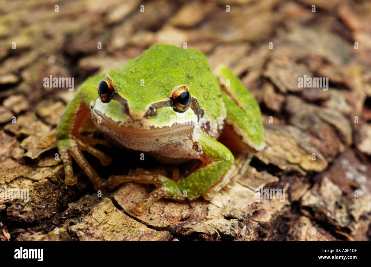 Tree Frog on tree bark Stock Photo - Alamy