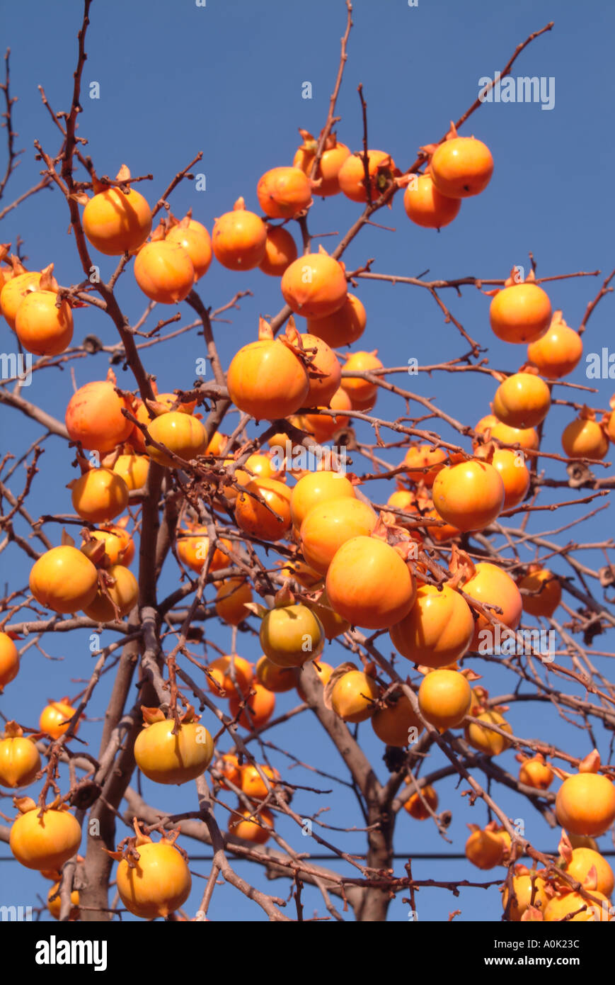 The golden fruit of the persimmon tree Stock Photo