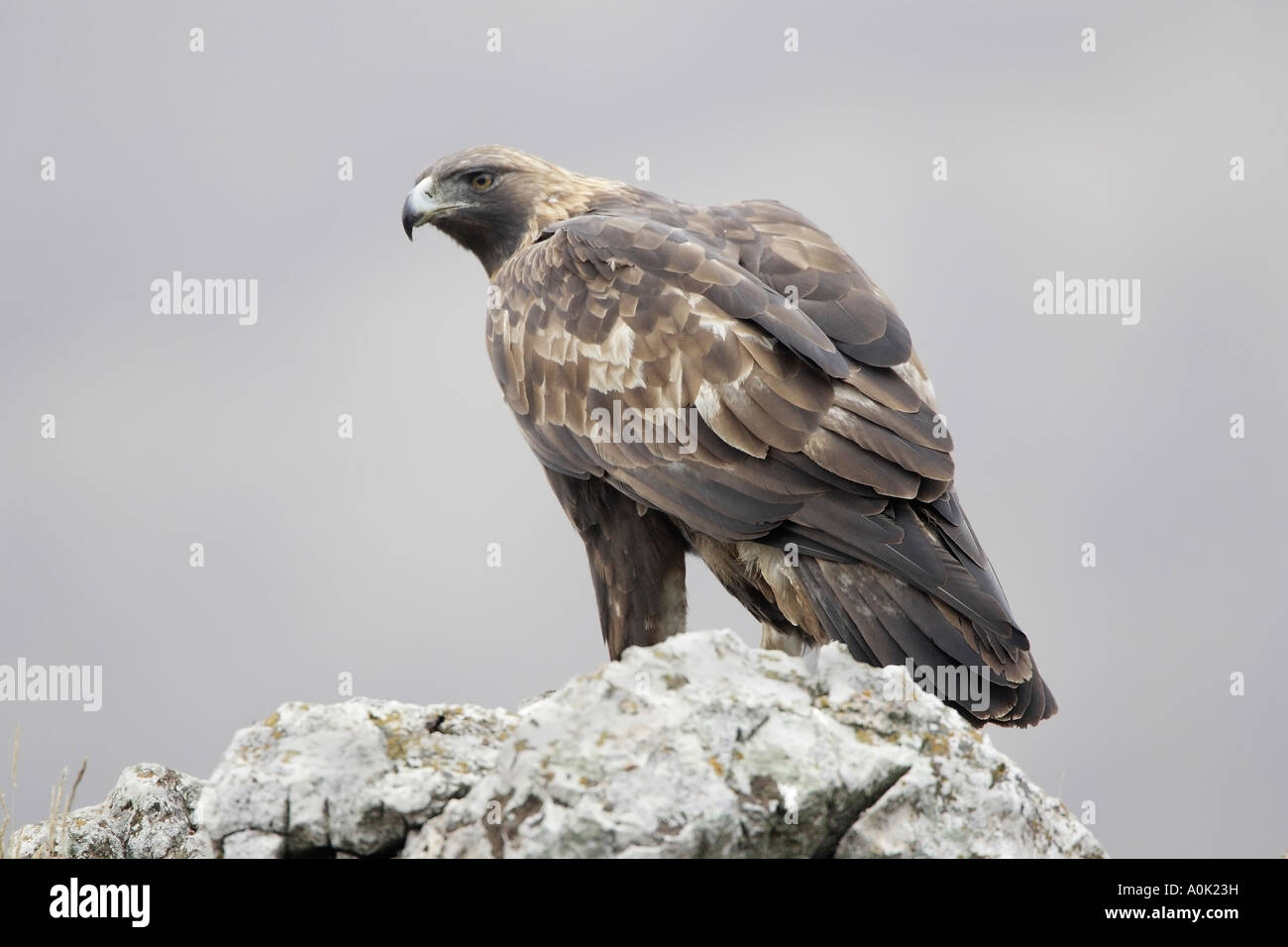 Adult Golden Eagle perching on rocks 11 Stock Photo - Alamy
