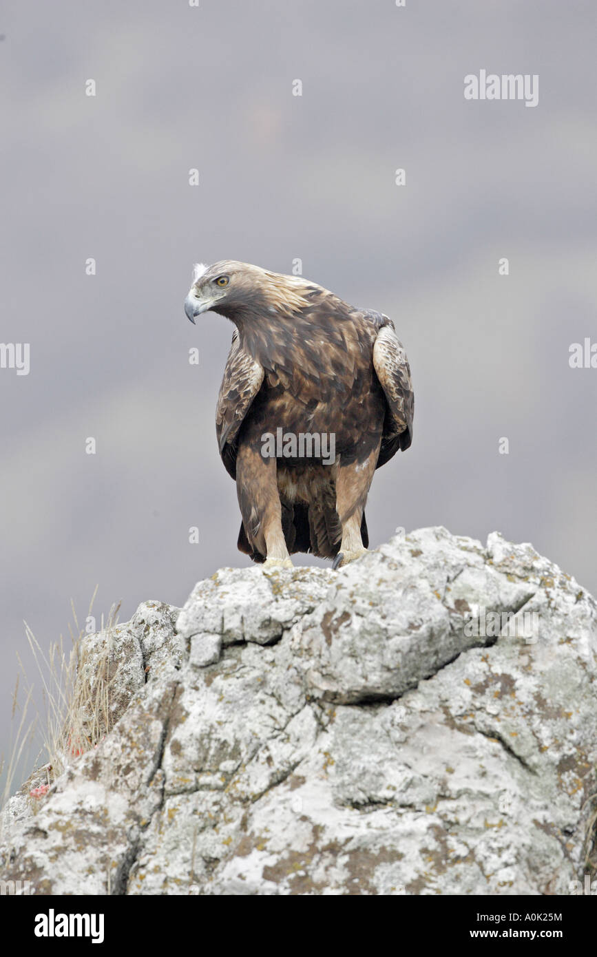 Adult Golden Eagle perching on rocks 20 Stock Photo