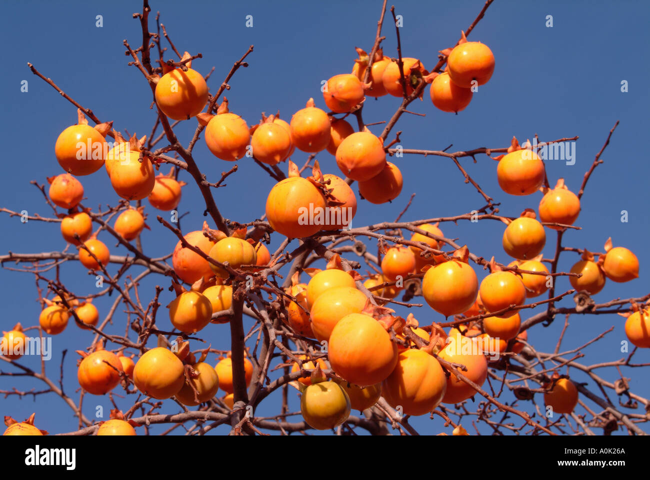 The golden fruit of the persimmon Stock Photo