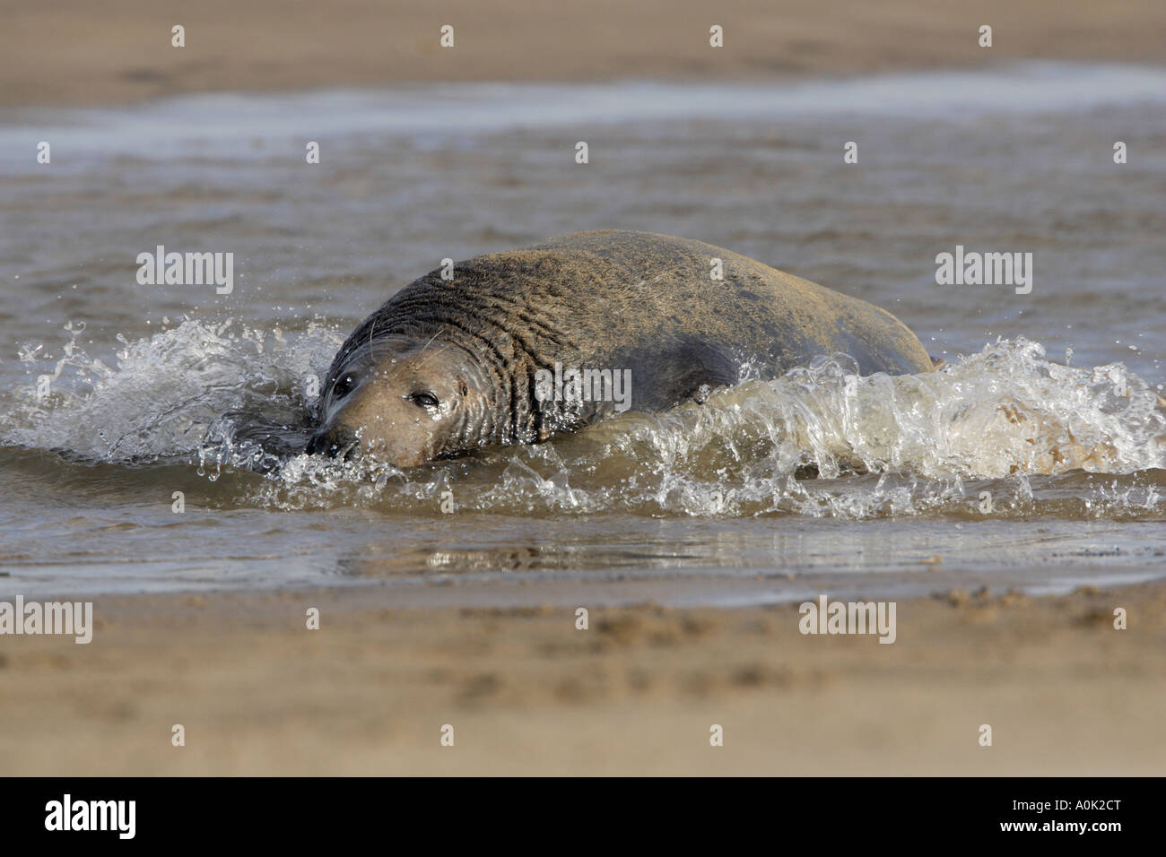 Grey Seal Stock Photo