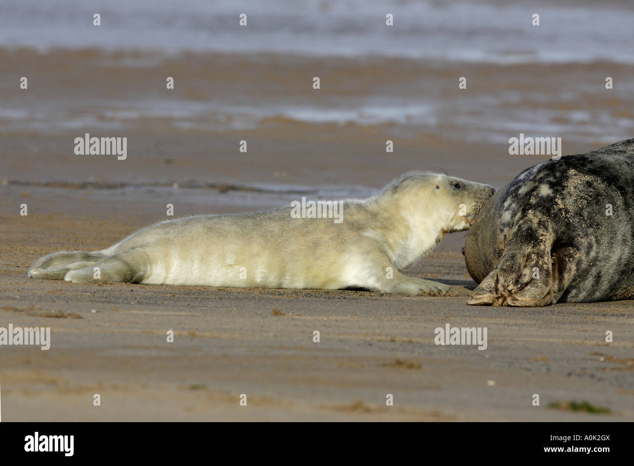 Newborn Grey Seal pup suckling Stock Photo